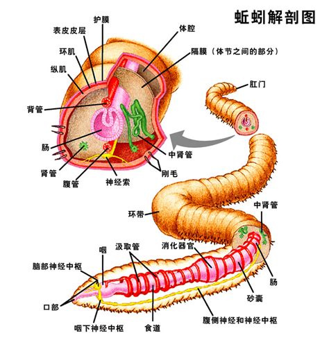 蚯蚓的身体部位